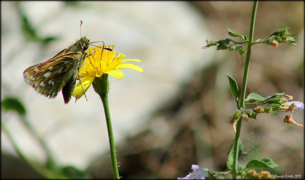 Richiesta ident. 2 - Hesperia comma